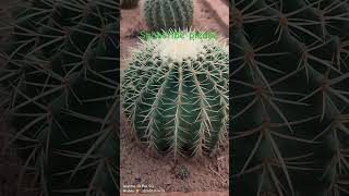 Lovely cactus plants ☘️☘️ ytshorts love youtube youtuber youtubechannel [upl. by Une263]