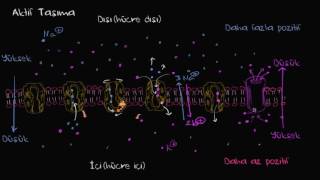Sodyum Potasyum Pompası Biyoloji  Zarlar ve Taşınım [upl. by Mohammed380]