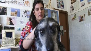 SALVARE UN CANE IN CASO DI AVVELENAMENTO SOS VETERINARIO [upl. by Sira]