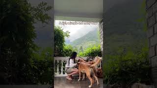 A girl living her dream life in mountains with many dogs 4kvideo shorts viralvideo manali dog [upl. by Ayarahs]