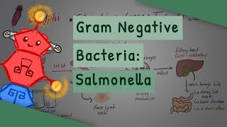 Gram Negative Bacteria Salmonella [upl. by Gnilrad]