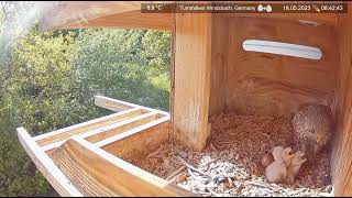 Common kestrel Chicks Nest Cam 2023 518 DAY 2 [upl. by Norven]