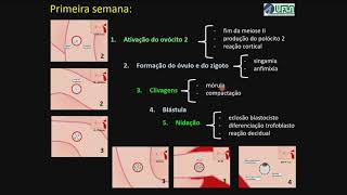Você Sabe o que Ocorre com o seu Bebê na Primeira semana de gestação [upl. by Lanod548]
