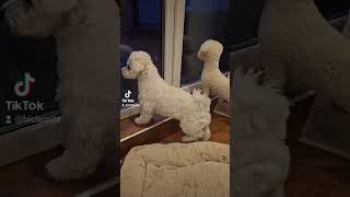 Bichons are waiting for daddybichon cute bichonlove bichonlove dogpets [upl. by Zavras622]