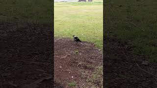 Australian magpie Gymnorhina tibicen [upl. by Howlend]