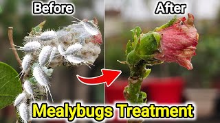 Mealybugs treatment on Hibiscus plants How to save Hibiscus from mealybugs [upl. by Ardys672]