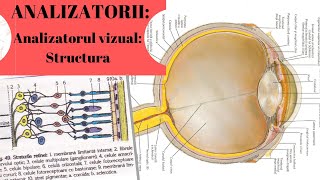 ADMITERE MEDICINA ANALIZATORII 4 Analizatorul vizual partea I  Structura [upl. by Fedirko]