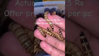 Supermeal worm nyaachapasa supermealworm mealwormfarm mealworms [upl. by Karleen]