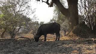 Buffalo in the morning with the white fronted robin chat melodious call in the background [upl. by Rehpotsirc581]