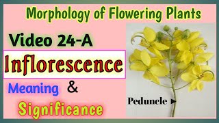 INFLORESCENCE  Meaning and Significance  Importance of Inflorescence  English and Hindi  NEET [upl. by Cinomod548]