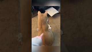 Scaredy cat scaredycat funnyvideo catshorts meowmemes [upl. by Eckart]