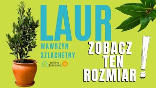 Laur wawrzyn szlachetny [upl. by Daenis]