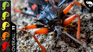 Horrid King Assassin Bug The Best Pet Insect [upl. by Birdie502]