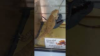 Reptile Bearded Dragons at Grooming Palace Cartimar Pasay City [upl. by Rollecnahc]