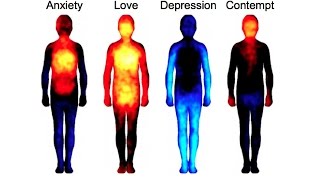 Emotions And Their Effects On The Body [upl. by Rabkin401]