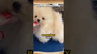 Szpic miniaturowy🌟 szpic pies pomeranian doglover pies spitz spitzdog miniature rasa dog [upl. by Akem]