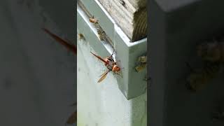 Japanese Honeybees Intimidate BlackTailed Hornet Preventing an Attack [upl. by Julianna408]