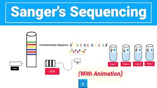 Sanger sequencing with animation [upl. by Bevers707]