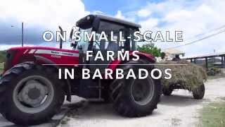 Introducing Local Goat Yogurt Production on Smallscale Farms in Barbados [upl. by Aderf209]