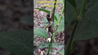 This Caterpillar Looks Like Poop PetraVoice shorts birdpoop caterpillar butterfly snakehead [upl. by Birdella216]