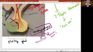 Biology 2020 Chapter 17 The Endocrine System Hypothalamus and Pituitary Gland Video 4 [upl. by Nylkaj]