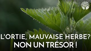 Lortie une mauvaise herbe  Non un trésor [upl. by Oreves]