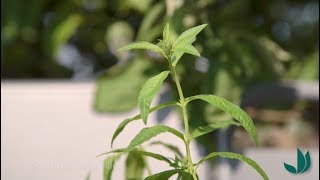 Cultiver la verveine citronnelle une plante aromatique pour recettes salées et sucrées  Truffaut [upl. by Fontes]