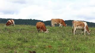 Cows on green meadow field with forest [upl. by Willabella]