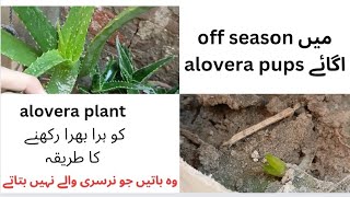 how to grow alovera pups in off season [upl. by Ishii]