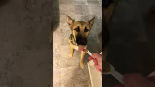 I guess she loves it 😂youtubeshorts germanshepherd animalshorts puppy viral funny cute [upl. by Kancler]