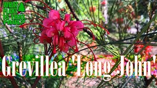 Grevillea Long John  is a beautiful shrub grown for its dazzling flowers UPDATE [upl. by Hollister]