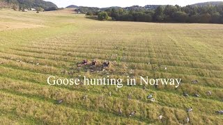 Gåsejakt 2016  Gåsa har kommet  Goose hunting 2016  The goose has arrived [upl. by Uamak]