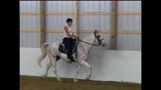 Exercises to Break up the Pace for Gaited Horses [upl. by Nameloc]