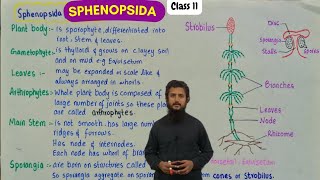 Sphenopsida  structure and characteristics of sphenopsida [upl. by Tavie]