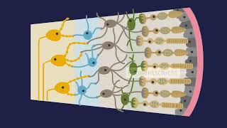 Aufbau der Netzhaut einfach erklärt  sofatutor [upl. by Nealah165]