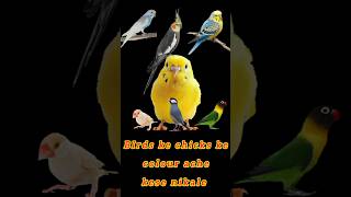 Birds ke chicks ke colour ache kese nikalehow to produce colour in birdsbudgiesviralshorts [upl. by Gut]