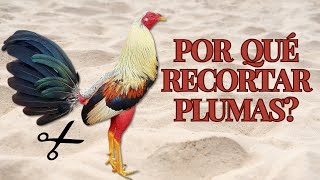 Técnicas y Beneficios de Recortar las Plumas en Gallos Finos [upl. by Aihsema]