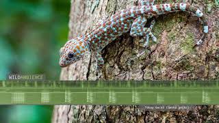 Tokay Gecko Sounds amp Call The sound of a gecko making loud tokay calls [upl. by Anerres]