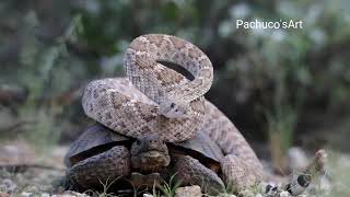 Western Diamondback Rattlesnake going for a ride on a Desert Tortoise [upl. by Frolick377]