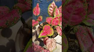 Aglaonema plant ☘️ plants aglonema gardening plantscorner indoorplants [upl. by Aleekat413]