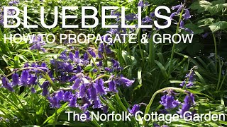 How to Propagate Bluebells [upl. by Call]