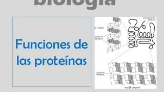 Funciones de las proteínas [upl. by Lederer]