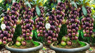 New technique of planting and propagating mangosteen trees from fruit [upl. by Dagall]