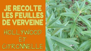 🌿 Je récolte de la Verveine Citronnelle et Holywood [upl. by Sherwin138]