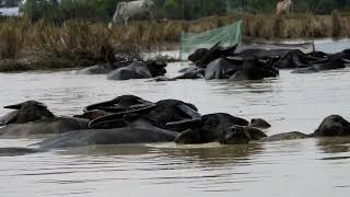 VIP Swimming Pool Buffalo or Hipo bestanimal waterbuffalo [upl. by Eanod]