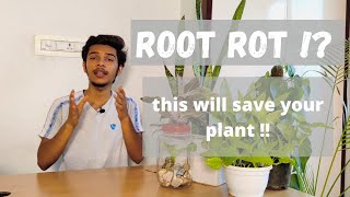 ROOT ROT  how to treat and prevent root rot  using hydrogen peroxide [upl. by Asetal498]