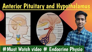 Anterior Pituitary Gland amp Hypothalamus Endocrine Physiology  in hindi Ashish Agrawal [upl. by Etac986]