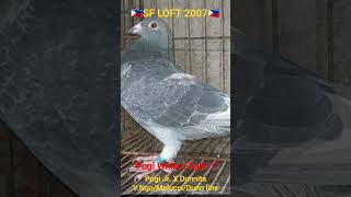 quotPogi WhiteFlight 1quot Preserved Blood Pogi Jr x Dunnita VNgoMelucciDunn line kalapati pigeon [upl. by Illoh]