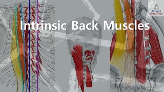 2 TrunkIntrinsic back muscles muscles anatomy bones art humanbody medicalstudent [upl. by Ahsimrac963]