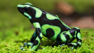 10 Most Beautiful Frogs in the World [upl. by Ceciley]